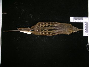 Media type: image;   Mammalogy 43733